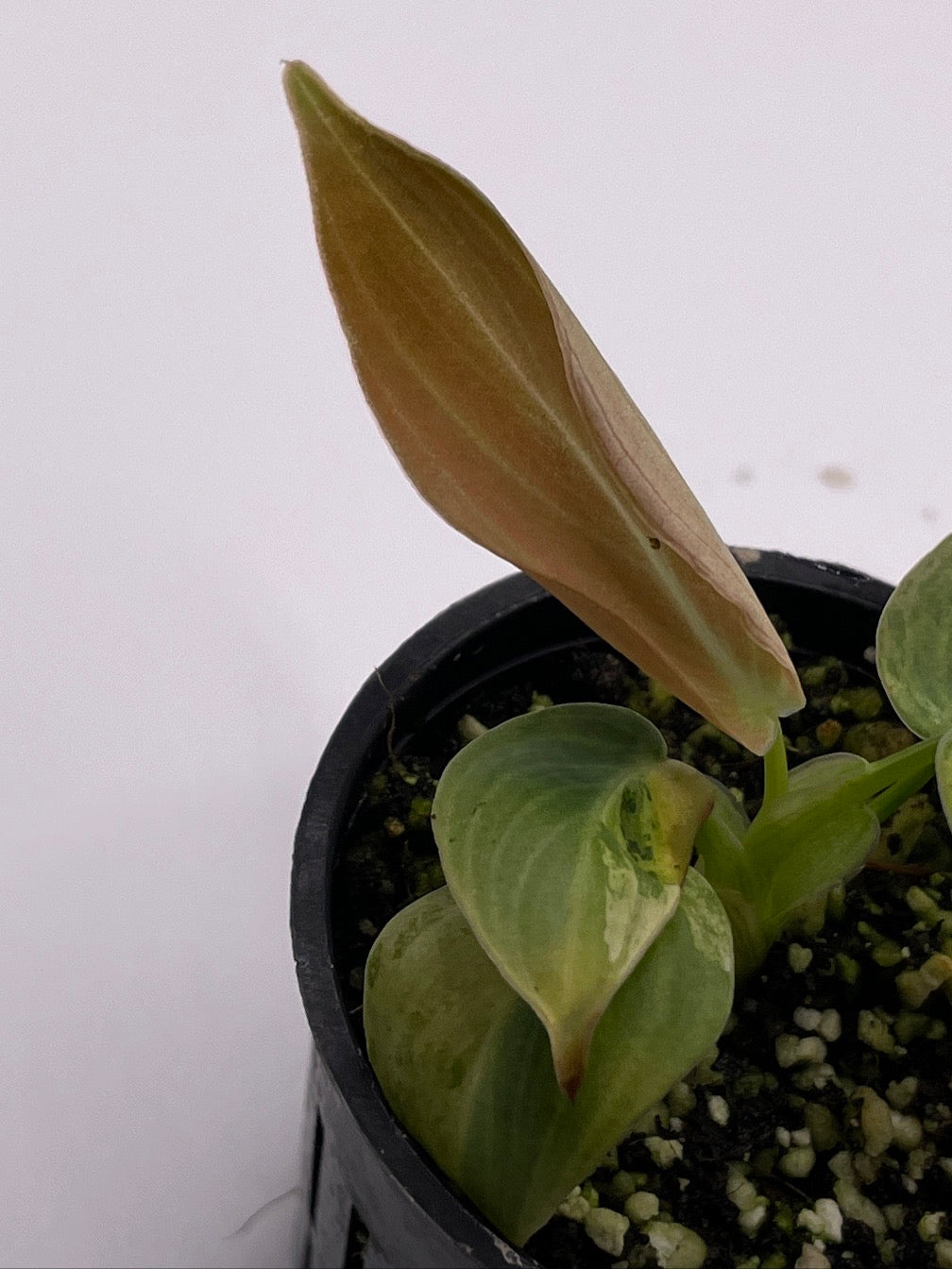 Philodendron Melanochrysum Variegated, Exact Plant, Variegation, Rooted