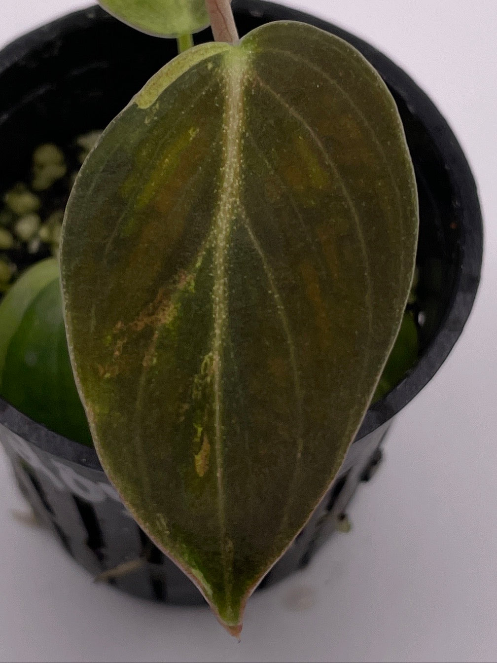 Philodendron Melanochrysum Variegated, Exact Plant, Variegation, Rooted